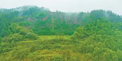 橫峰縣岑陽鎮烏天灣采石場礦山通過種葛修復礦山,使其綠意盎然
